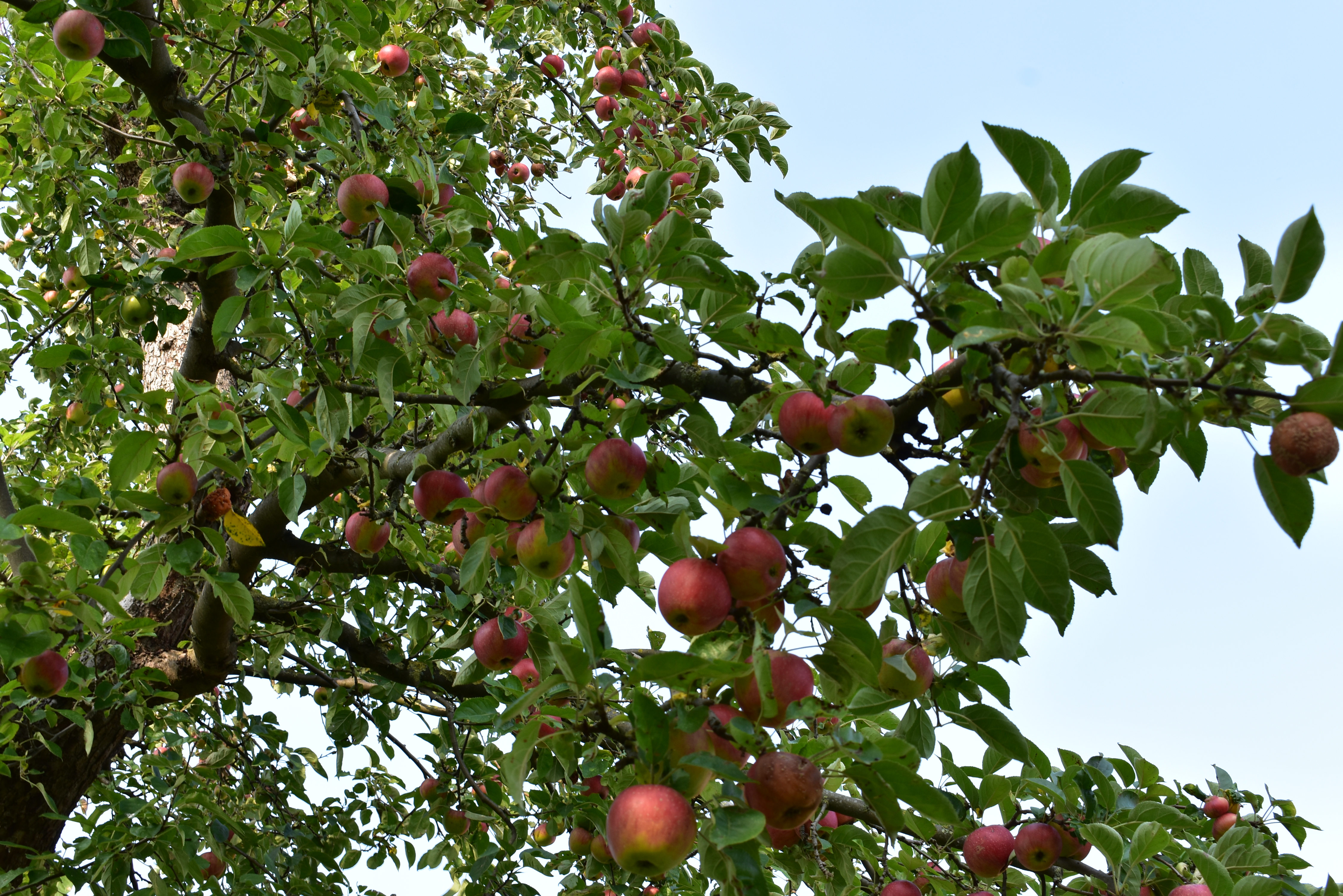 Apfelbaum Westfälischer Frühapfel