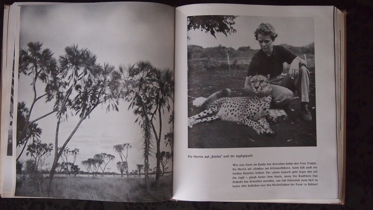 Ein aufgeschlagenes Buch, auf der linken Seite befindet sich ein Foto von Palmen, auf der rechten eine Frau mit einem Jaguar. Ein aufgeschlagenes Buch, auf der linken Seite befindet sich ein Foto von Palmen, auf der rechten eine Frau mit einem Jaguar.